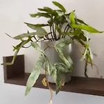 Le Cocon Foch Premium - Lumineux - Centre - Proche Gare *